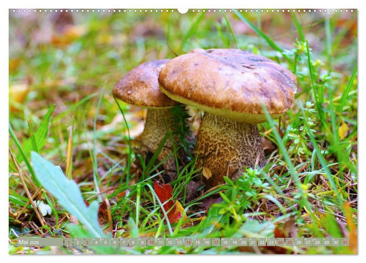 Produktbild: Die bunte Welt der Pilze (Wandkalender 2026 DIN A2 quer), CALVENDO Monatskalender
