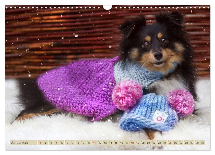 Produktbild: SHELTIES Liebe auf 4 Pfoten (Wandkalender 2026 DIN A3 quer), CALVENDO Monatskalender