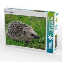 Produktbild: CALVENDO Puzzle Igel auf der Wiese 1000 Teile Lege-Gr&ouml;&szlig;e 64 x 48 cm Foto-Puzzle Bild von Kattobello
