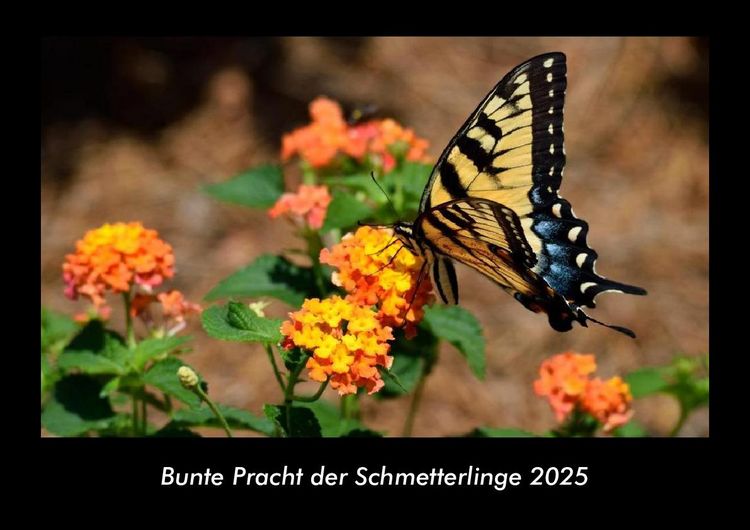 Produktbild: Bunte Pracht der Schmetterlinge 2025 Fotokalender DIN A3