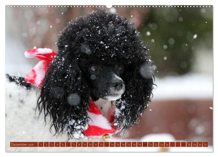 Produktbild: Faszination Hund (Wandkalender 2026 DIN A2 quer), CALVENDO Monatskalender