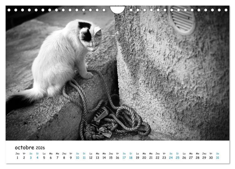 Produktbild: Chats de Santorin - Les princes d'Oia en noir et blanc (Calendrier mural 2026 DIN A4 vertical), CALVENDO calendrier mensuel