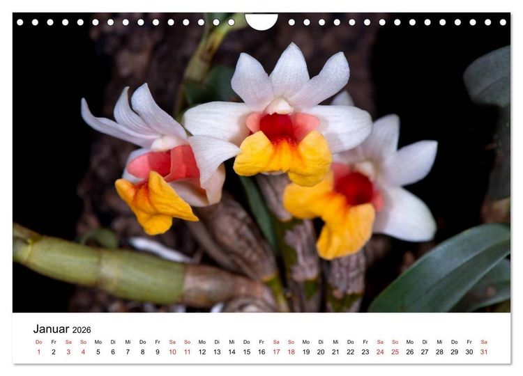 Produktbild: Vielfalt der Orchideen (Wandkalender 2026 DIN A4 quer), CALVENDO Monatskalender