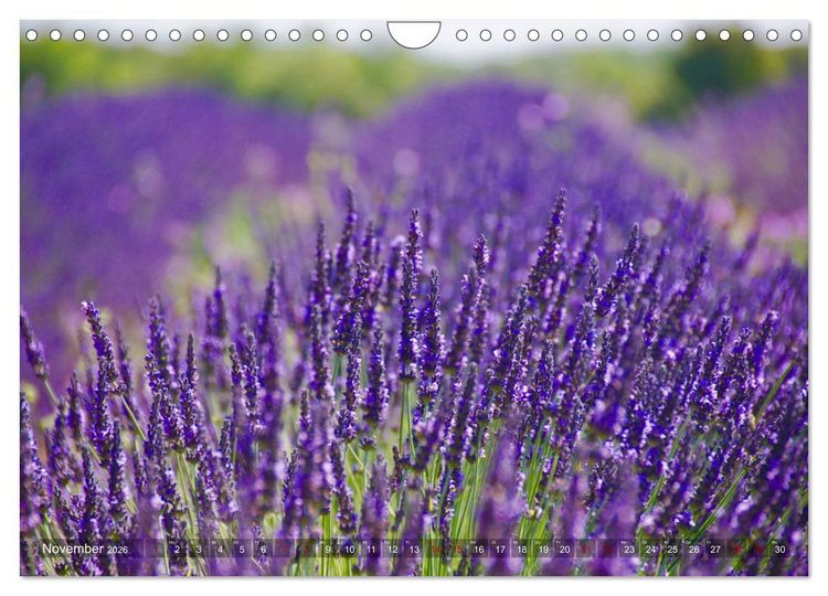 Produktbild: Lavendel. Der Duft der Provence (Wandkalender 2026 DIN A4 quer), CALVENDO Monatskalender