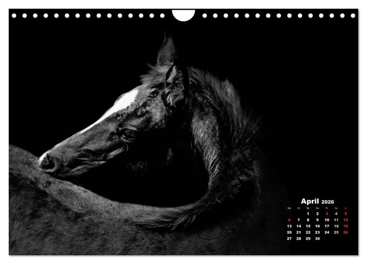 Produktbild: Pferde zwischen Licht und Schatten (Wandkalender 2026 DIN A4 quer), CALVENDO Monatskalender