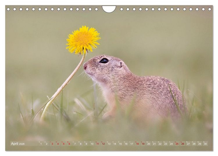 Produktbild: Zauberhafte Ziesel (Wandkalender 2026 DIN A4 quer), CALVENDO Monatskalender