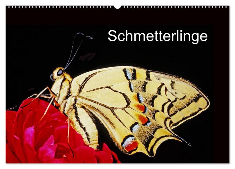 Produktbild: Schmetterlinge (Wandkalender 2026 DIN A2 quer), CALVENDO Monatskalender