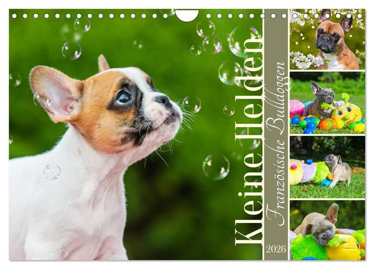 Produktbild: Kleine Helden - Franz&ouml;sische Bulldoggen (Wandkalender 2026 DIN A4 quer), CALVENDO Monatskalender