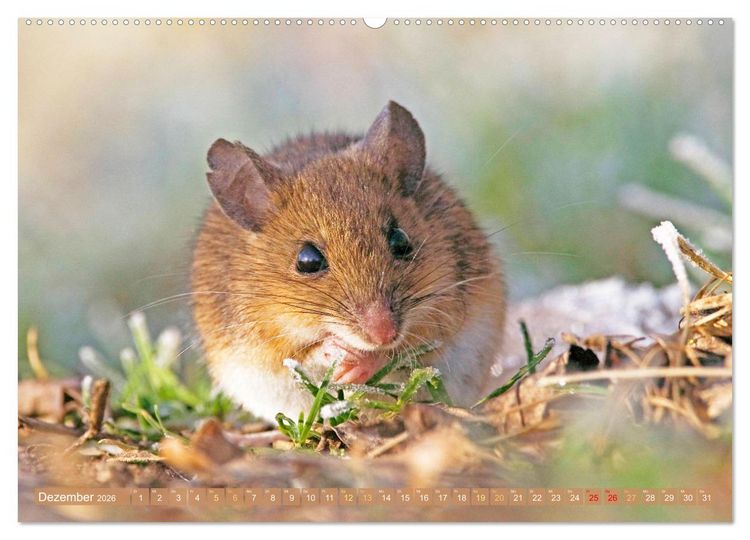 Produktbild: Zauberhafte M&auml;use: Von wegen nur Grau (Wandkalender 2026 DIN A2 quer), CALVENDO Monatskalender