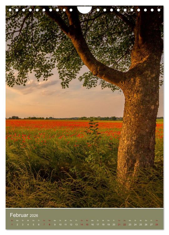 Produktbild: Mohnblumen - kraftvoll und zart (Wandkalender 2026 DIN A4 hoch), CALVENDO Monatskalender
