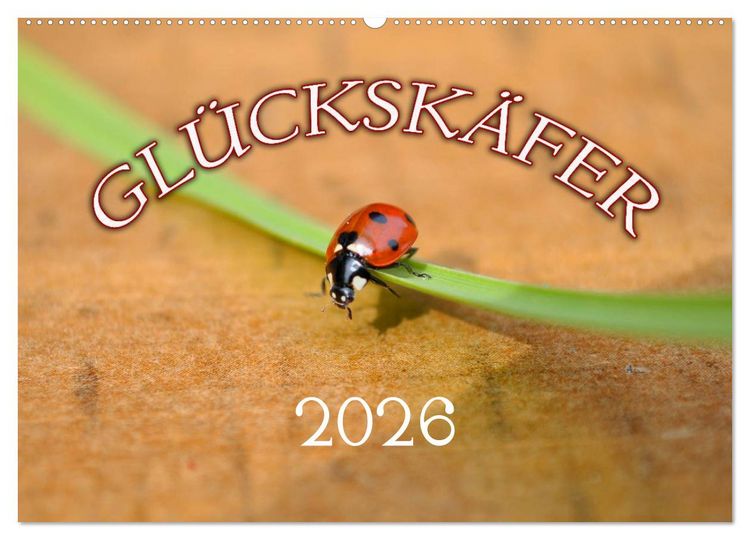 Produktbild: Marienk&auml;fer 2026 (Wandkalender 2026 DIN A2 quer), CALVENDO Monatskalender