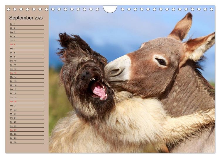 Produktbild: Das Esel-Paradies - Hunde und andere Feunde (Wandkalender 2026 DIN A4 quer), CALVENDO Monatskalender