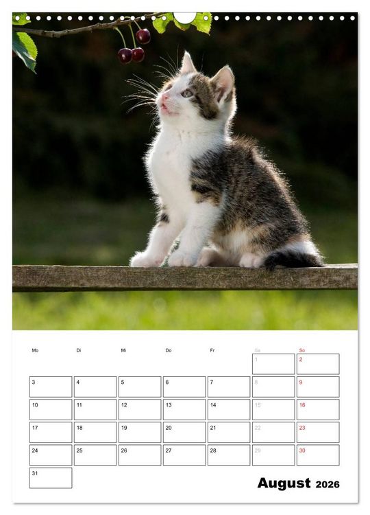 Produktbild: Katzenkinder - Impressionen (Wandkalender 2026 DIN A3 hoch), CALVENDO Monatskalender