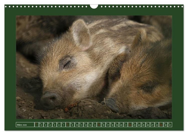 Produktbild: Schweinkram - Die Wildschweine sind los (Wandkalender 2026 DIN A3 quer), CALVENDO Monatskalender