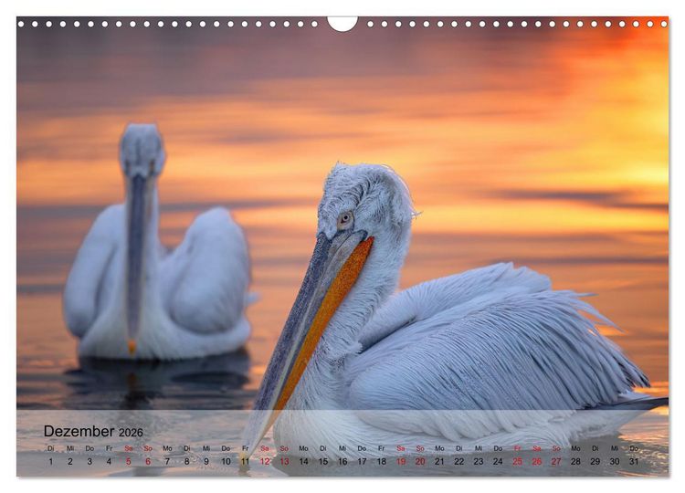 Produktbild: Krauskopfpelikane (Wandkalender 2026 DIN A3 quer), CALVENDO Monatskalender