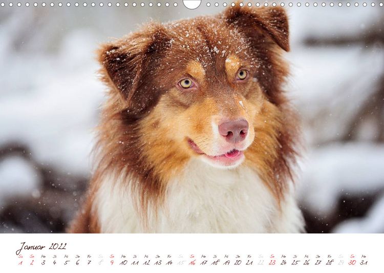 Produktbild: Wunderbare Australian Shepherds (Wandkalender 2022 DIN A3 quer)
