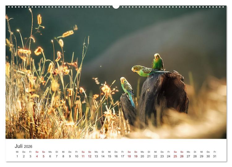 Produktbild: Zwitscherzeit - Ein Kalender voller Wellensittiche (hochwertiger Premium Wandkalender 2026 DIN A2 quer), Kunstdruck in Hochglanz