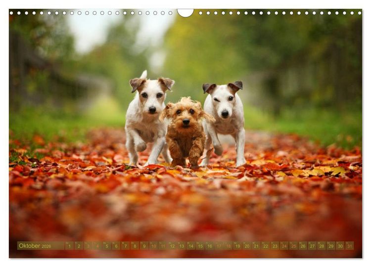 Produktbild: Die Parson-Russell-Terrier ...mit neuen Abenteuern aus der Hundeknipserei (Wandkalender 2026 DIN A3 quer), CALVENDO Monatskalender