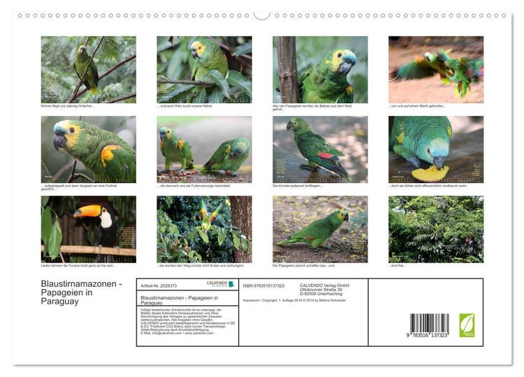 Produktbild: Blaustirnamazonen - Papageien in Paraguay (hochwertiger Premium Wandkalender 2026 DIN A2 quer), Kunstdruck in Hochglanz