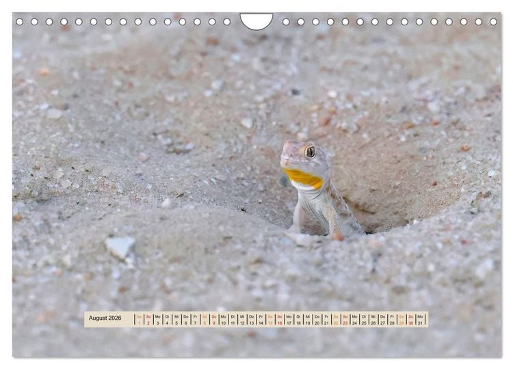 Produktbild: Kgalagadi-Durstland (Wandkalender 2026 DIN A4 quer), CALVENDO Monatskalender