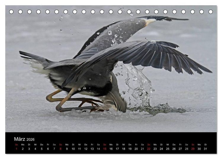 Produktbild: Aus dem Leben der Graureiher (Tischkalender 2026 DIN A5 quer), CALVENDO Monatskalender