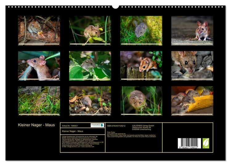 Produktbild: Kleiner Nager - Maus (hochwertiger Premium Wandkalender 2026 DIN A2 quer), Kunstdruck in Hochglanz