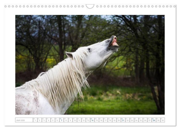 Produktbild: Wei&szlig;e Pferde der Camargue in Bayern (Wandkalender 2026 DIN A3 quer), CALVENDO Monatskalender
