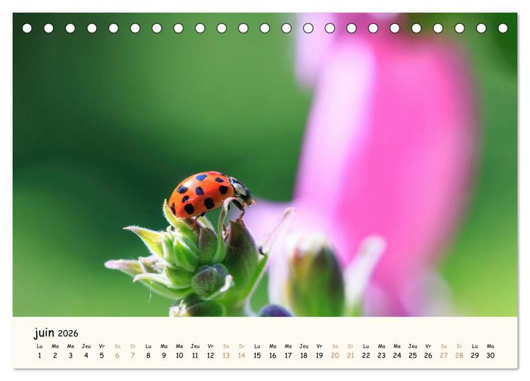 Produktbild: Les voisins du jardin - Une ann&eacute;e de rencontres (Calendrier de bureau 2026 DIN A5 vertical), CALVENDO calendrier mensuel
