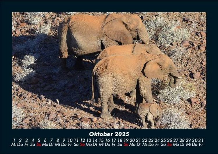 Produktbild: Elefanten 2025 Fotokalender DIN A5
