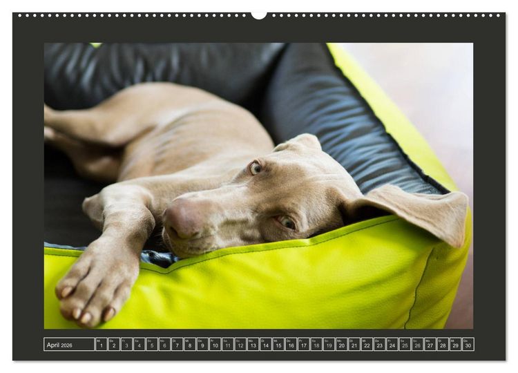 Produktbild: Weimaraner - Ein Welpenjahr (Wandkalender 2026 DIN A2 quer), CALVENDO Monatskalender