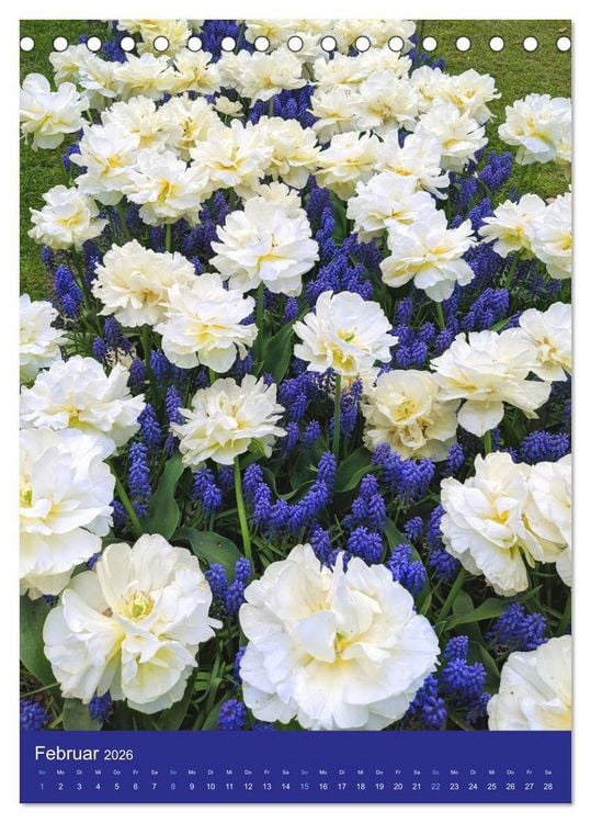 Produktbild: Tulpen. Bunter Fr&uuml;hling (Tischkalender 2026 DIN A5 hoch), CALVENDO Monatskalender