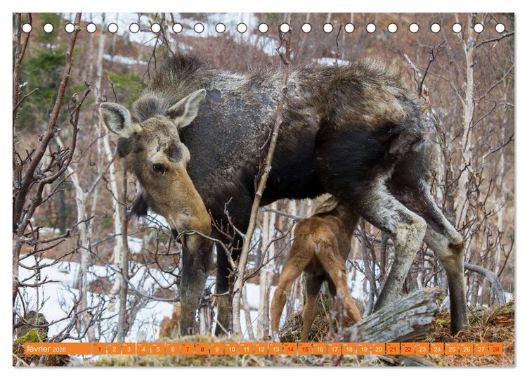 Produktbild: Un &eacute;lan de tendresse (Calendrier de bureau 2026 DIN A5 vertical), CALVENDO calendrier mensuel