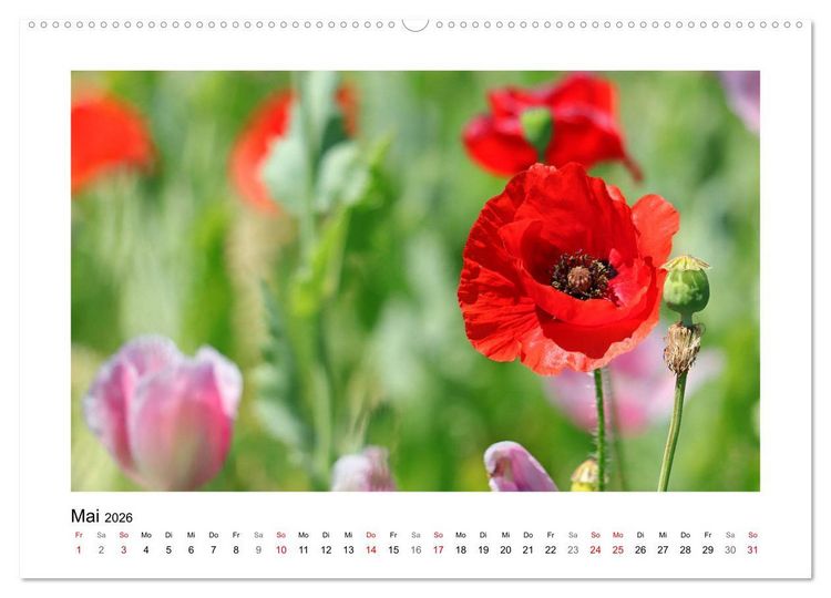 Produktbild: Mohn, zarte Bl&uuml;ten, starke Farben (hochwertiger Premium Wandkalender 2026 DIN A2 quer), Kunstdruck in Hochglanz