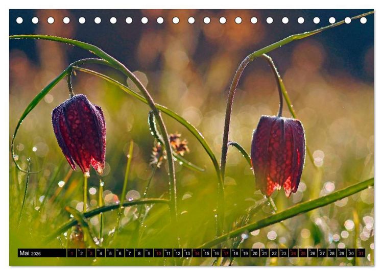 Produktbild: Die Schachbrettblume (Tischkalender 2026 DIN A5 quer), CALVENDO Monatskalender