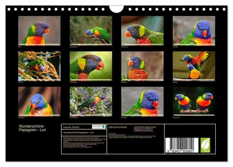 Produktbild: Wundersch&ouml;ne Papageien - Lori (Wandkalender 2026 DIN A4 quer), CALVENDO Monatskalender
