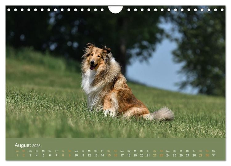 Produktbild: Fantastische Collies - Sieger der Herzen (Wandkalender 2026 DIN A4 quer), CALVENDO Monatskalender