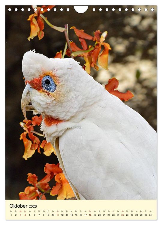 Produktbild: Auge in Auge mit Kakadus und Sittichen aus Australien (Wandkalender 2026 DIN A4 hoch), CALVENDO Monatskalender