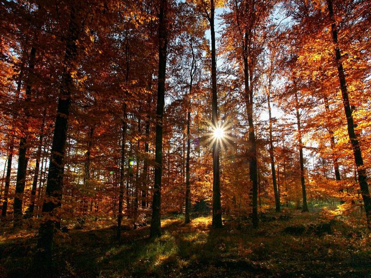 Produktbild: CALVENDO Puzzle Sonnenstrahlen im herbstlichen Wald | 1000 Teile Lege-Gr&ouml;&szlig;e 64x48cm Foto-Puzzle f&uuml;r gl&uuml;ckliche Stunden