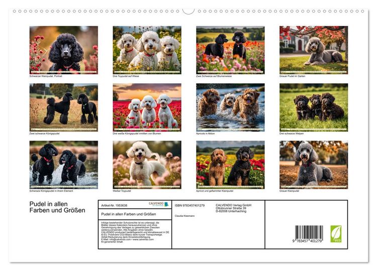 Produktbild: Pudel in allen Farben und Gr&ouml;&szlig;en (hochwertiger Premium Wandkalender 2026 DIN A2 quer), Kunstdruck in Hochglanz