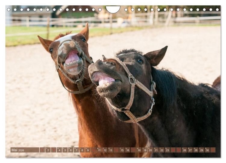 Produktbild: Das Lachen der Pferde - Lustige Gesichter (Wandkalender 2026 DIN A4 quer), CALVENDO Monatskalender