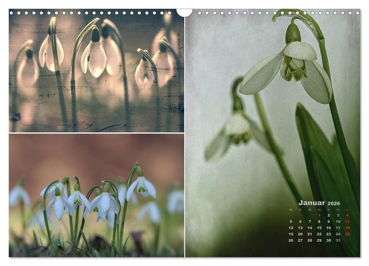 Produktbild: Blumenreise 2026 (Wandkalender 2026 DIN A3 quer), CALVENDO Monatskalender