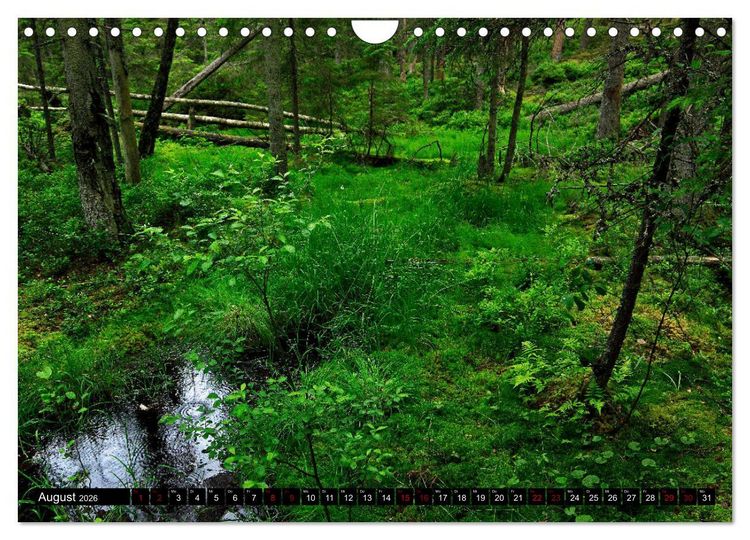 Produktbild: Tiveden, der NatURWALD in Schweden (Wandkalender 2026 DIN A4 quer), CALVENDO Monatskalender