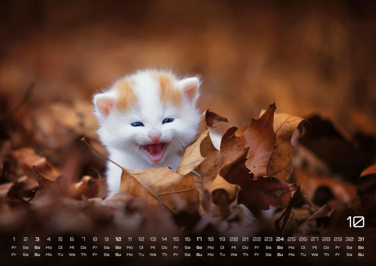 Produktbild: Miau Kids - kleine Tiger ganz gro&szlig; - Der Katzenkalender - 2027 - Kalender DIN A2