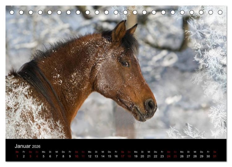 Produktbild: Vollblutaraber - Sch&ouml;nheit und Adel (Tischkalender 2026 DIN A5 quer), CALVENDO Monatskalender