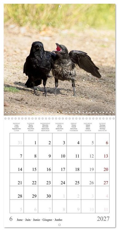 Produktbild: Crow Babies - Black, cute & always hungry (Wall Calendar 2027 12 &times; 12 Inch) CALVENDO 12 Month Wall Calendar