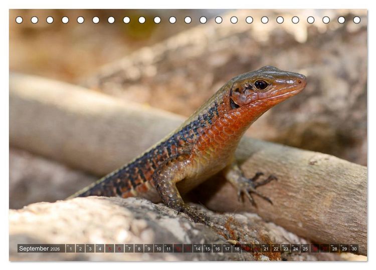 Produktbild: Reptilien auf Madagaskar (Tischkalender 2026 DIN A5 quer), CALVENDO Monatskalender