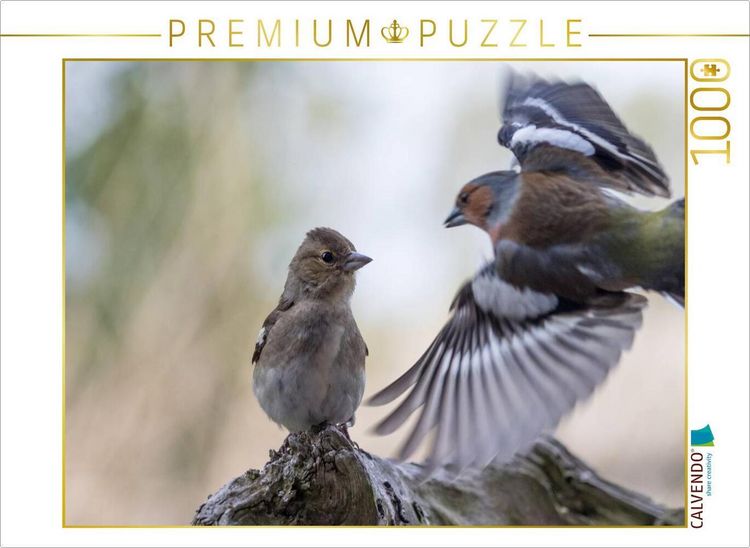 Produktbild: CALVENDO Puzzle Buchfinken bei der F&uuml;tterung | 1000 Teile Lege-Gr&ouml;&szlig;e 64x48cm Foto-Puzzle f&uuml;r gl&uuml;ckliche Stunden