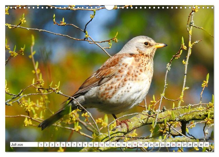 Produktbild: Vogelkalender (Wandkalender 2026 DIN A3 quer), CALVENDO Monatskalender