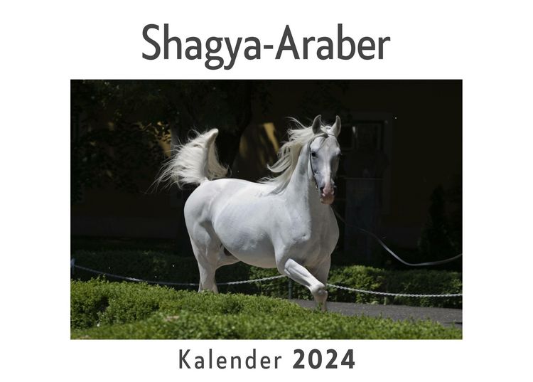 Produktbild: Shagya-Araber (Wandkalender 2024, Kalender DIN A4 quer, Monatskalender im Querformat mit Kalendarium, Das perfekte Geschenk)