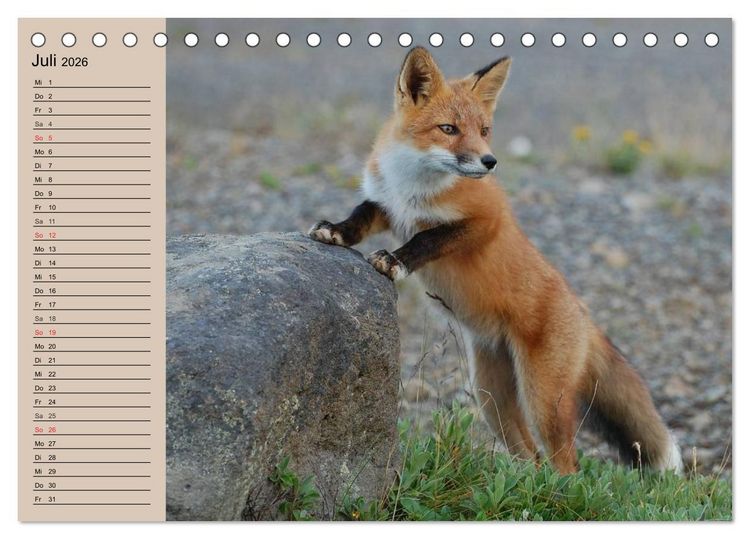 Produktbild: Der Fuchs. Bezaubernder Geselle (Tischkalender 2026 DIN A5 quer), CALVENDO Monatskalender